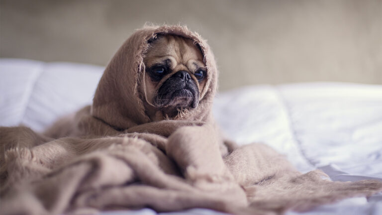 Pug in bed